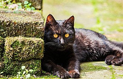 受硬件影响 PS4＆XB1《死亡岛2》玩家无法创建房间